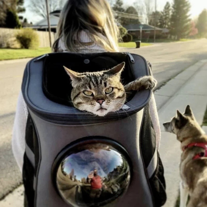 Sikker og Komfortabel Transporttaske til Store Katte